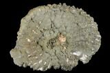 Pyrite Covered Ammonite Fossil - Russia #181227-1